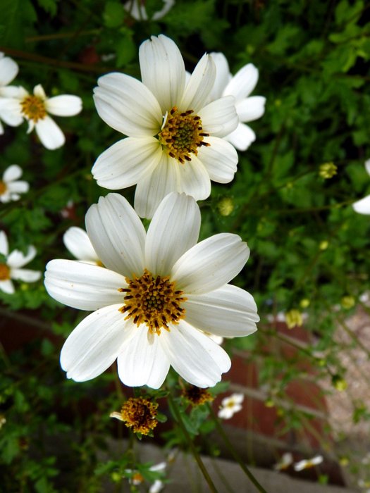 Bidens x 'Pirate's Pearl' fleur